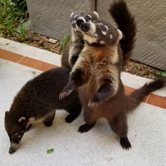 Meet your Posher, Deborah - Picture 1 of 1